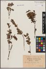 Foto von Salix aurita L. x Salix myrtilloides L.
